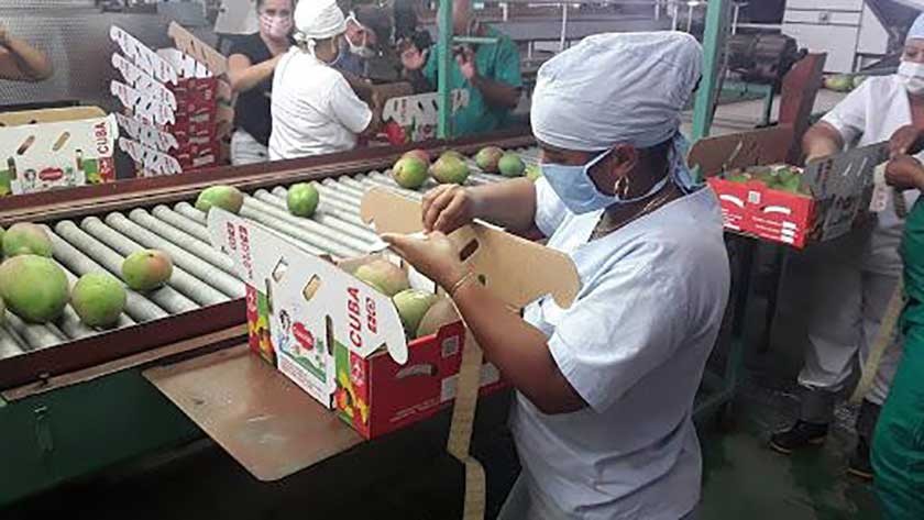 Trabajadora encajando mangoes en una línea de montaje