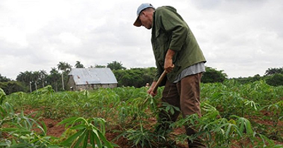 Individual farmer hoeing a field of green plants