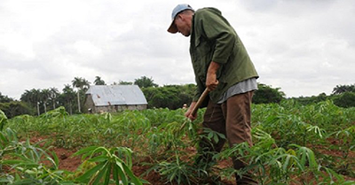 Foto: Escambray.cu Individual farmer hoeing a field of green plants