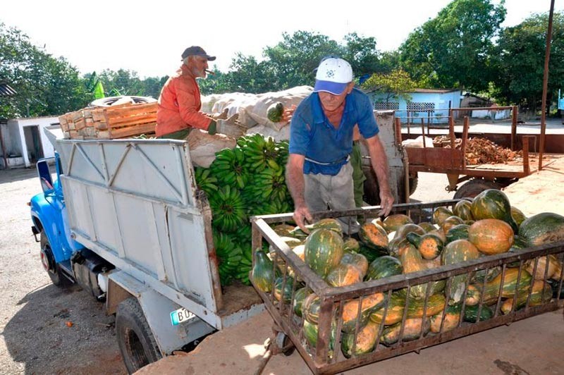 Hombre con camisa azul y carreta llena de melones en frente de llena de plátanos y otros productos