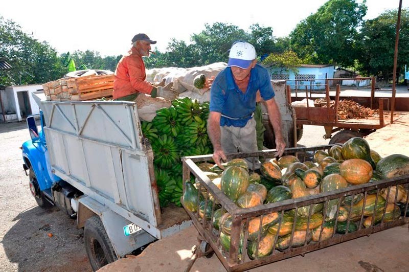 Foto: Radio Rebelde Hombre con camisa azul y carreta llena de melones en frente de llena de plátanos y otros productos