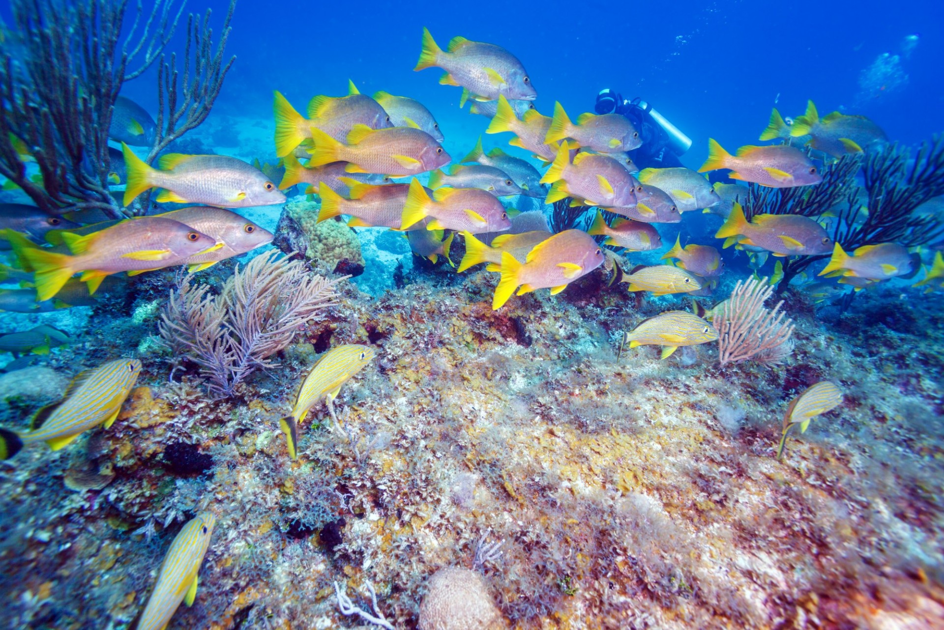 peces multicolores en un arrecife en Cayo Largo, Cuba