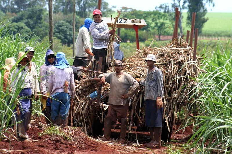 Cane cutters with a cart full of sugarcane in front of a green field