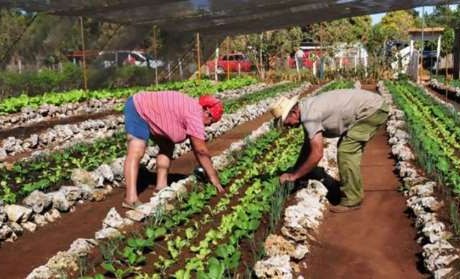 mujer con camisa rosada y hombre con sombrero blanco encorvados en filas de plantación.