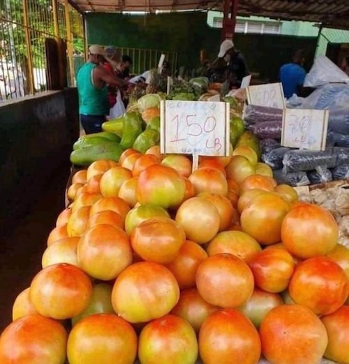 un estante de tomates a la venta por 150 pesos la libra