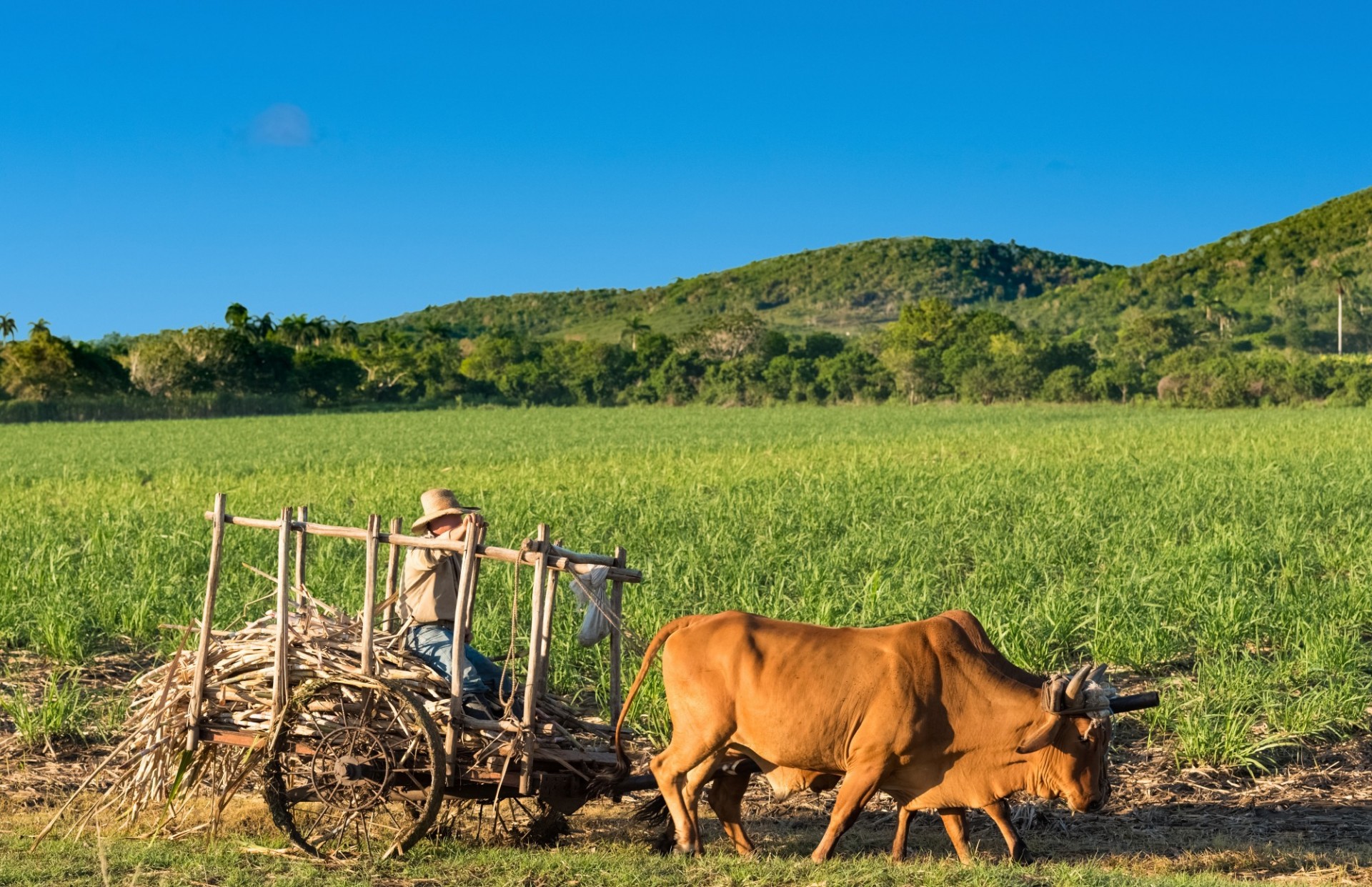 mabofoto@icloud.com/stockadobe.com hombre manejando carreta detrás de dos bueyes cielo azul y campo de caña verde