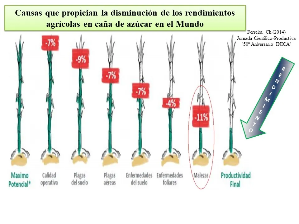 Causas que propician la disminución de los rendimientos en caña de azúcar en el mundo