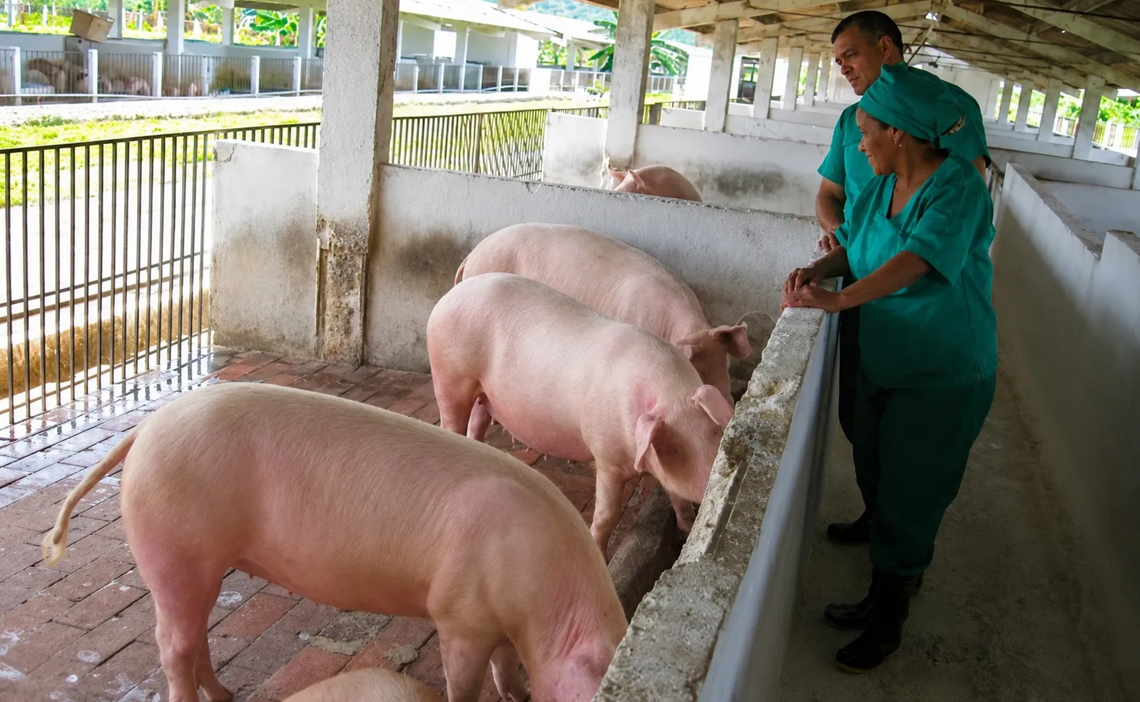 At a pig facility, several pink pigs are inside pens while two workers, dressed in green uniforms and boots, observe them. The structure features concrete walls, brick floors, and fenced-in areas for the animals. The photograph shows the conditions under which pigs are raised and managed at a Cuban agricultural facility.